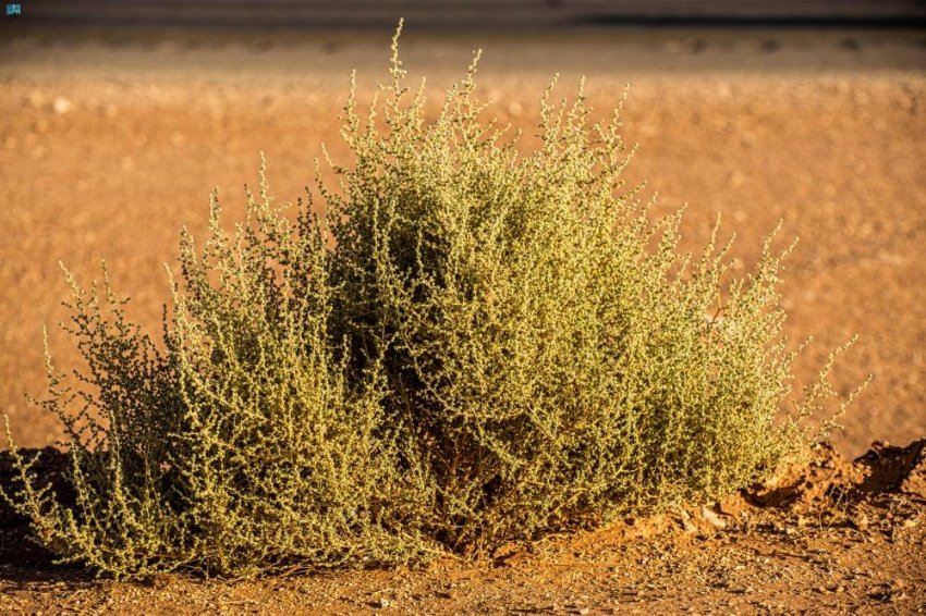 2372981 النباتات الصحراويه kimt Pro Company For plants – 00966567924644 أفضل شركة نباتات في المملكة العربية السعودية