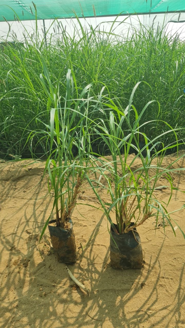 النباتات الصحراويه kimt Pro Company For plants – 00966567924644 أفضل شركة نباتات في المملكة العربية السعودية
 