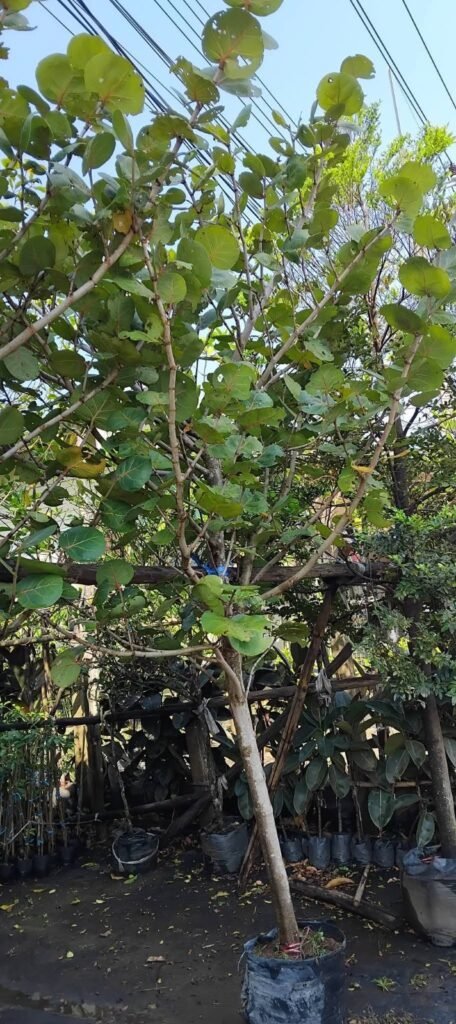 WhatsApp Image 2026-01-18 at 11.48.11 AM