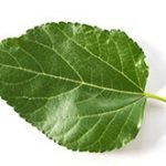 green-leaf-150x150.jpg