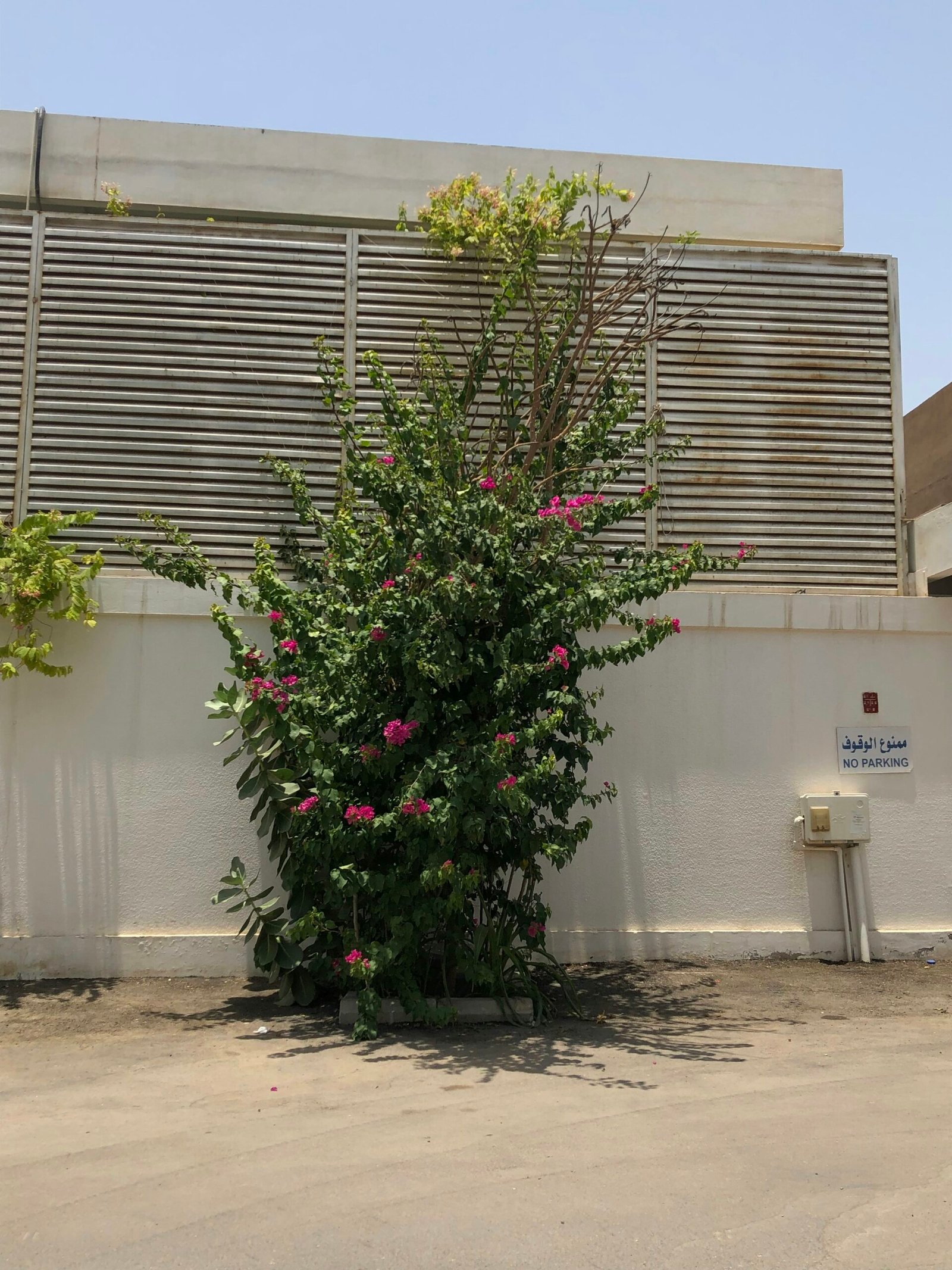 نباتات Reseda Arabica: الخيار المثالي للحدائق ودعوة لاختيار شركة KIMT Pro