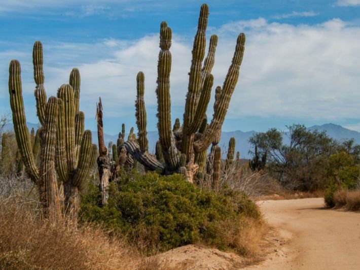 خصائص-النباتات-الصحراوية النباتات الصحراويه kimt Pro Company For plants – 00966567924644 أفضل شركة نباتات في المملكة العربية السعودية